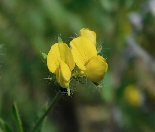 Lotus angustissimus, photograph 3