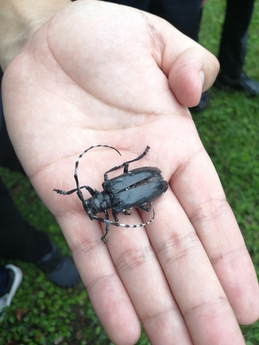 Anoplophora malasiaca, 2026-09-26