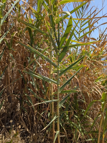 giant reed