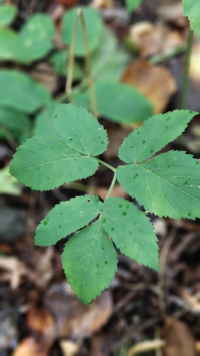 Goutweed