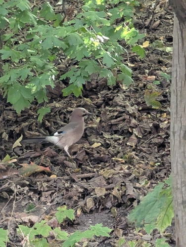 Eurasian Jay
