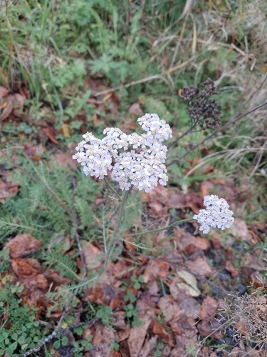 common yarrow
