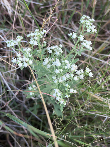 Parthenium confertum, 2026-09-25
