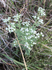 Parthenium confertum