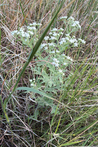Parthenium confertum, photograph 2