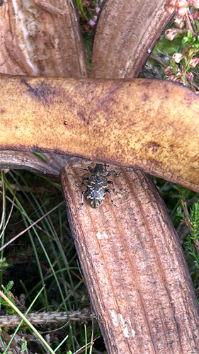 Large Pine Weevil