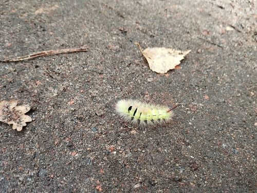 Pale Tussock Moth