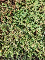 Polygonum arenastrum