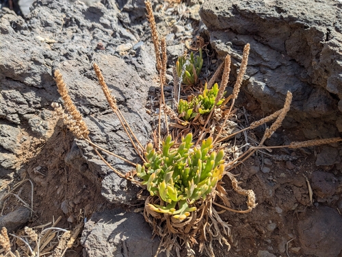 Buck's-horn Plantain