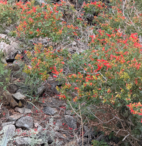 Salvia regla, photograph 2