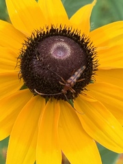 Strangalia sexnotata