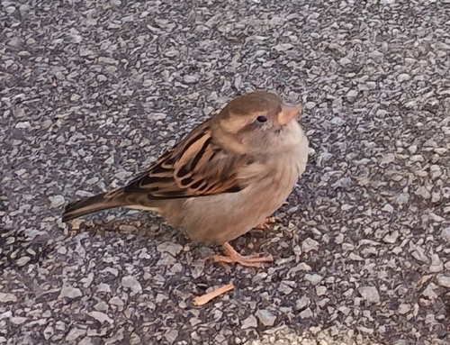 House Sparrow