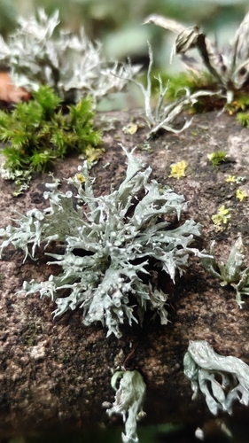 Dotted Ribbon Lichen