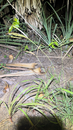 Brown Tree Snake