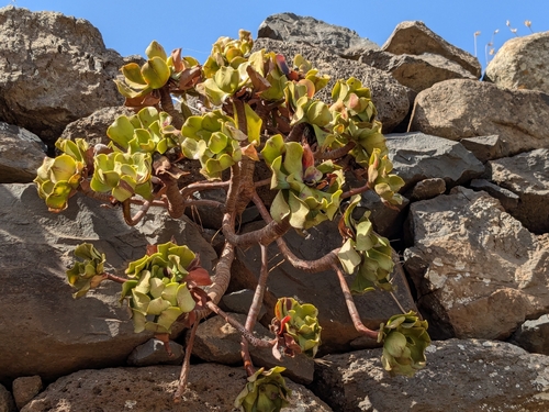Viscid Houseleek
