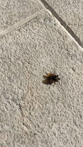 Forest Bug
