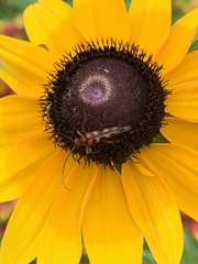 Strangalia sexnotata