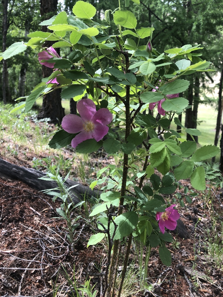 Prickly Wild Rose from Töv, MN on June 14, 2019 at 02:48 PM by B ...