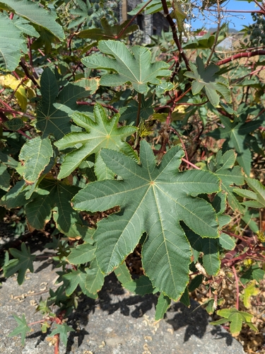 castor bean