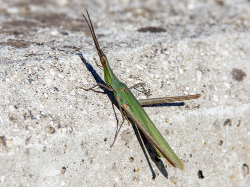 Mediterranean Slant-faced Grasshopper