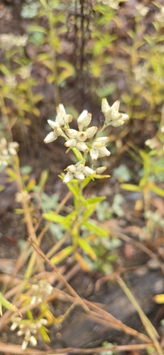 Pseudognaphalium obtusifolium, photograph 6