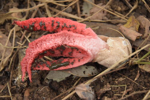 devil's-fingers