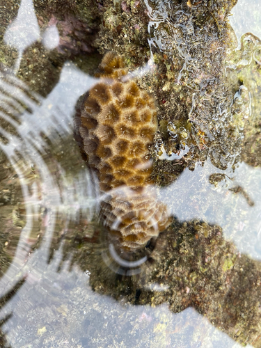 Coelastrea aspera observed 2026-08-29