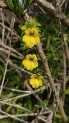 Tropaeolum brachyceras, photograph (c) Constanza Vargas Villegas, some rights reserved (CC BY)
