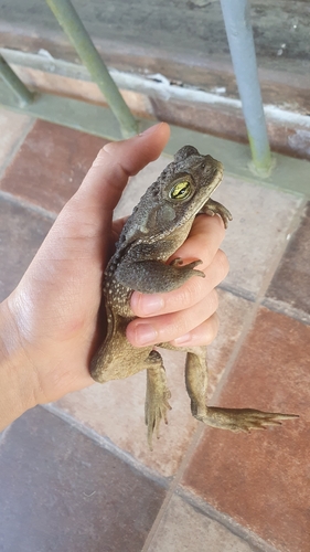 Argentine Toad