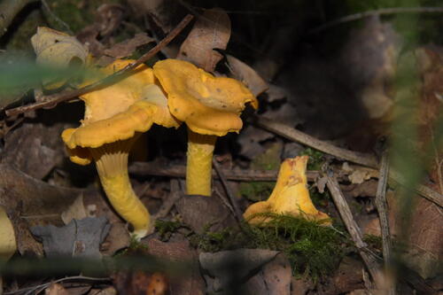 Golden Chanterelle
