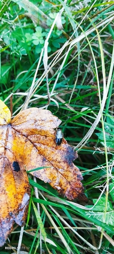 Forest Cockroach