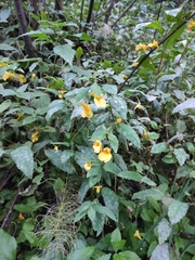 Impatiens noli-tangere, photograph (c) Юлия, some rights reserved (CC BY)