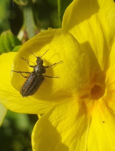 Astylus quadrilineatus