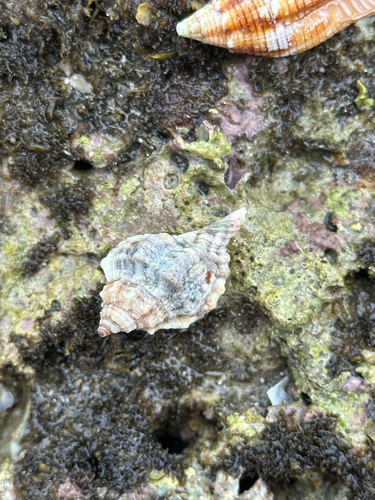Gutturnium muricinum observed 2026-08-29