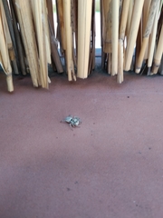 Menemerus semilimbatus