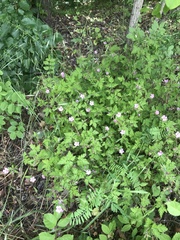 Geranium robertianum