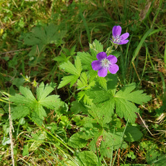 Geranium sylvaticum