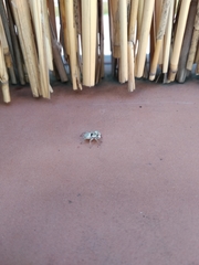 Menemerus semilimbatus