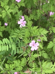 Geranium robertianum