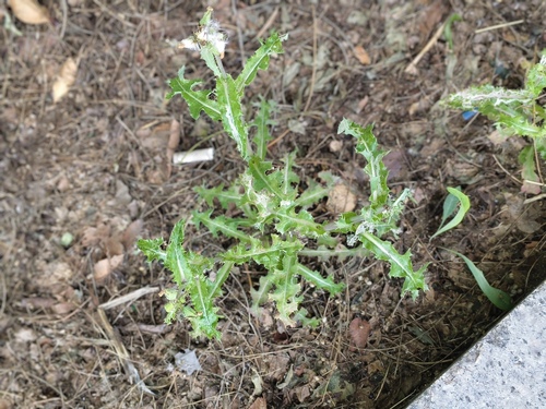 Sonchus asper, photograph 2