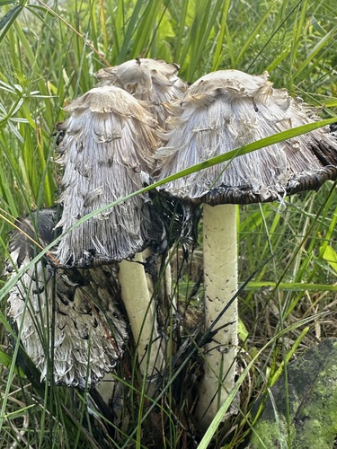 Shaggy Mane