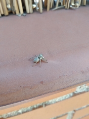 Menemerus semilimbatus