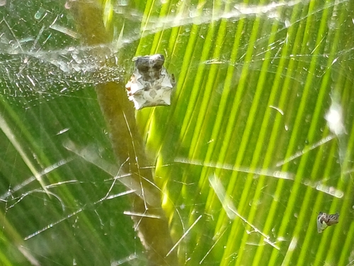 Tropical Tent-web Spider
