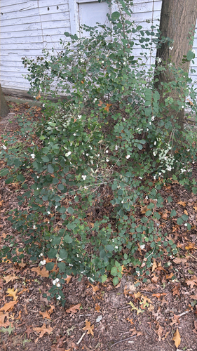 Common Snowberry