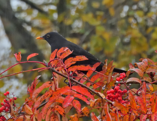 Eurasian Blackbird