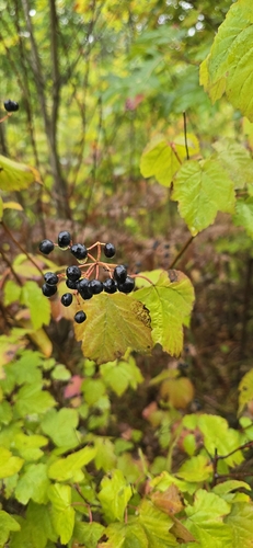 Viburnum acerifolium, photograph 3