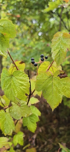 Viburnum acerifolium, photograph 4