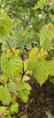 Viburnum acerifolium, photograph (c) Heather Mazzaccaro, some rights reserved (CC BY)