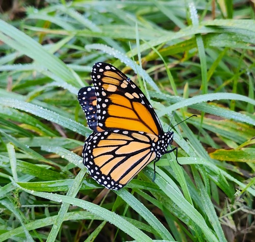 Monarch