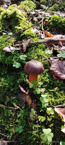 Bay Bolete